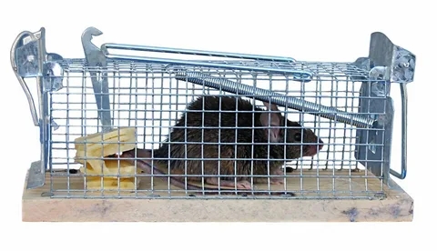 Who should you contact for Emergency Rat Removal Services